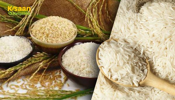 वरिष्ठ अधिकारी का कहना है कि इस साल चावल की खरीद 22% बढ़कर 1.4 लाख करोड़ हो जाएगी वरिष्ठ अधिकारी का कहना है कि इस साल चावल की खरीद 22% बढ़कर 1.4 लाख करोड़ हो जाएगी